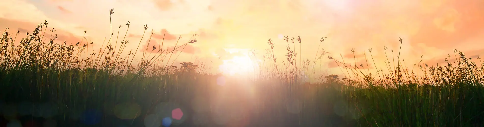 Grains in a field with sunshine